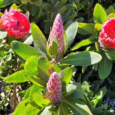 Llano De La Cebolla Kır Evi *