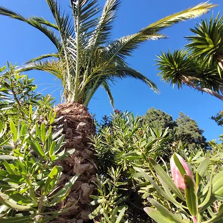 Llano De La Cebolla Icod De Los Vinos