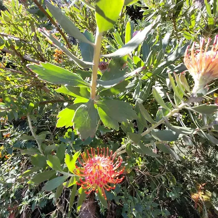 Llano De La Cebolla إيكود ذي لوس فينوس