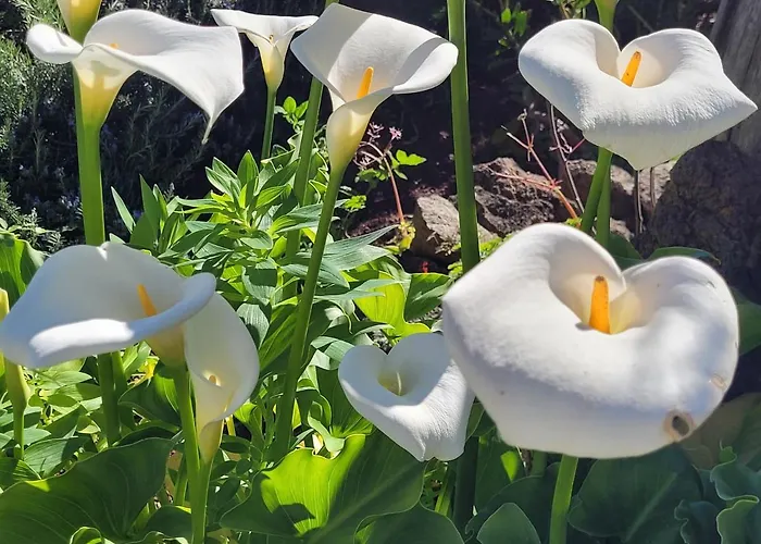 Llano De La Cebolla Séjour à la campagne Icod De Los Vinos