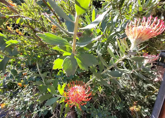 Llano De La Cebolla Icod De Los Vinos